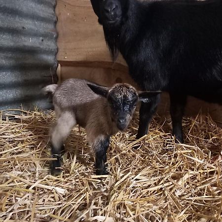 La Petite Ferme Villa La Chapelle  Eksteriør billede
