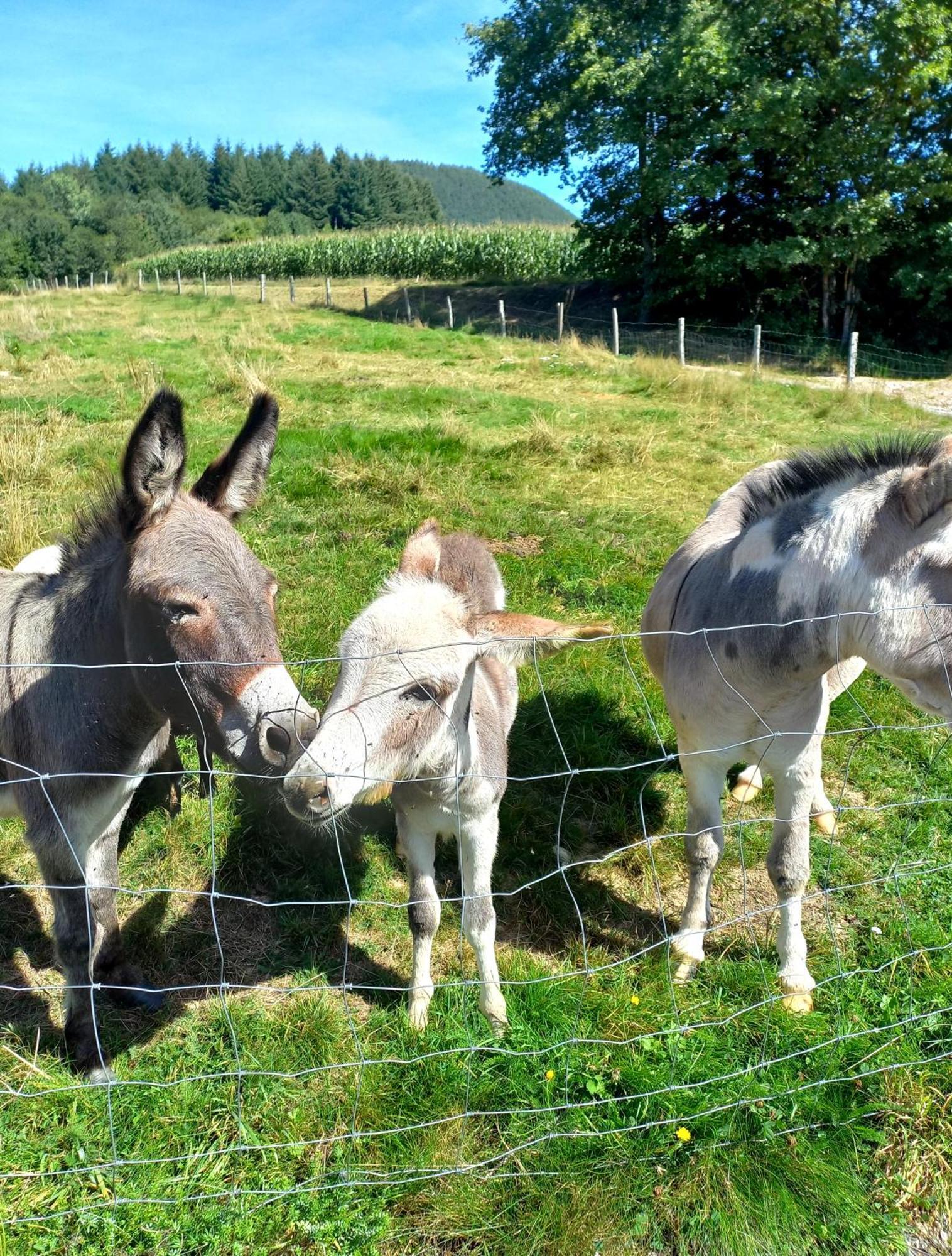 La Petite Ferme Villa La Chapelle  Eksteriør billede